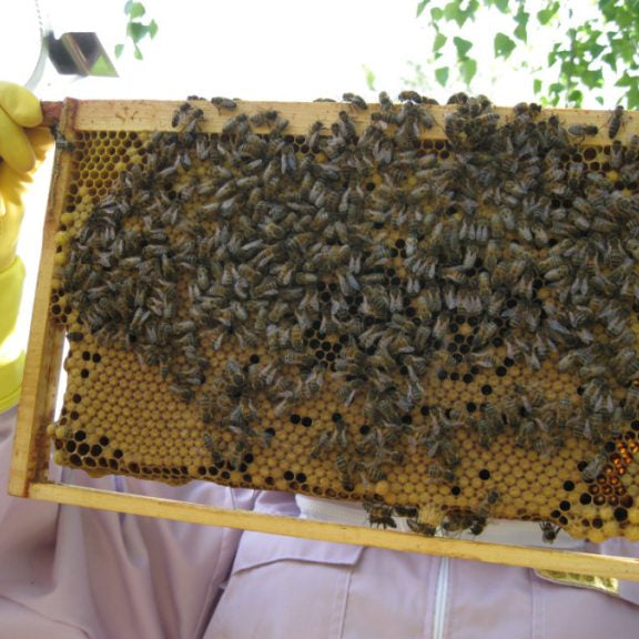 Mid-Bucks Bee Keepers Association - Course - Bucks Craft Directory